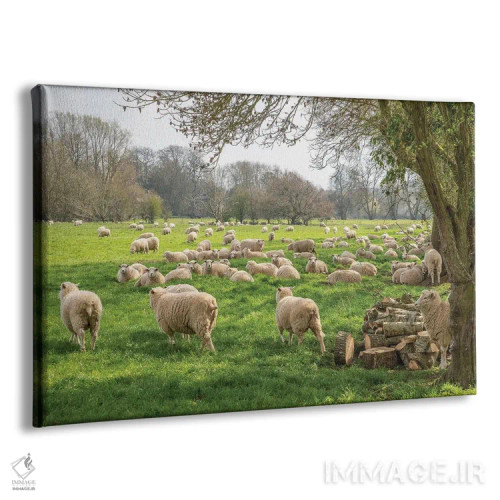 تابلو گوسفندان سالزبری اثر دیوید گارباورر - نمای پرسپکتیو محصول