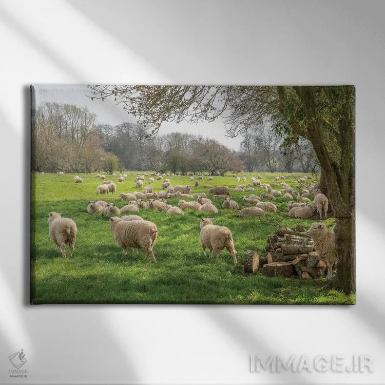 تابلو گوسفندان سالزبری اثر دیوید گارباورر - نمای روبهرو روی دیوار