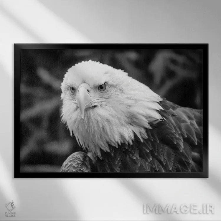 تابلو عقاب مشتاق اثر دیوید گارباورر - نمای قابدار مشکی