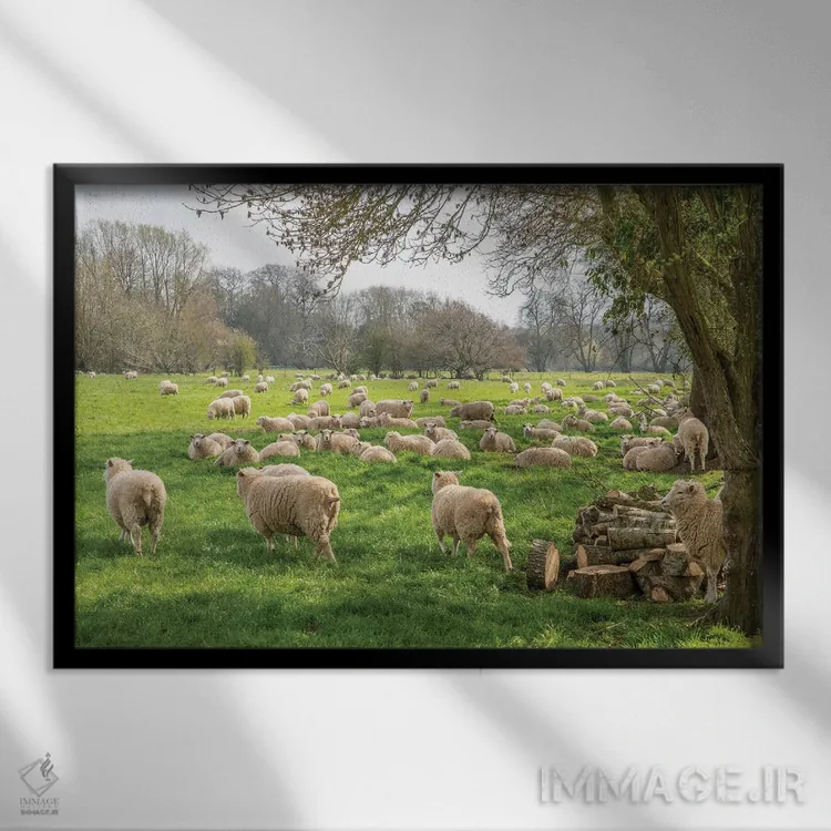 تابلو گوسفندان سالزبری اثر دیوید گارباورر - نمای قابدار مشکی