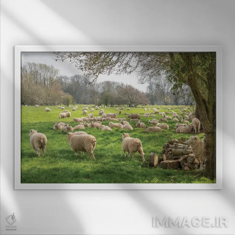 تابلو گوسفندان سالزبری اثر دیوید گارباورر - نمای قابدار سفید