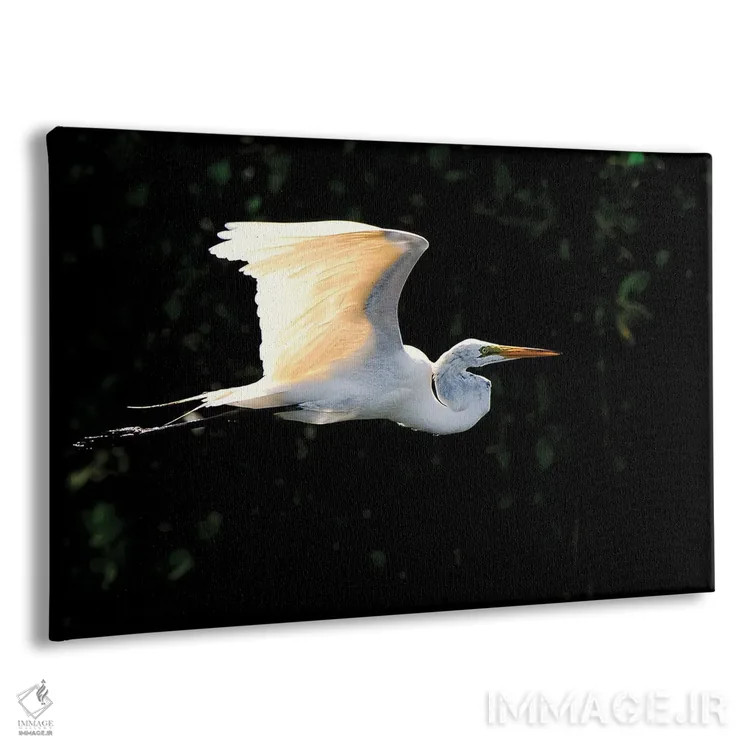 تابلو پرواز حواصیل سفید اثر دیوید گارباورر - نمای پرسپکتیو محصول