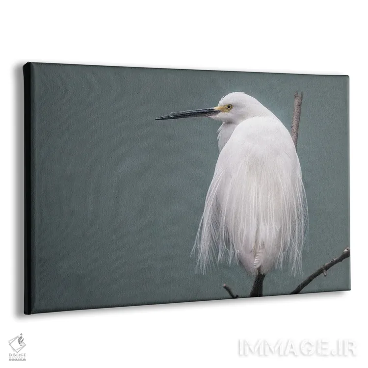 تابلو حواصیل سفید (پرنده آبی) اثر دیوید گارباورر - نمای پرسپکتیو محصول