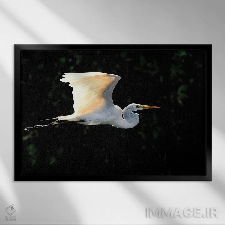 تابلو پرواز حواصیل سفید اثر دیوید گارباورر - نمای قابدار مشکی