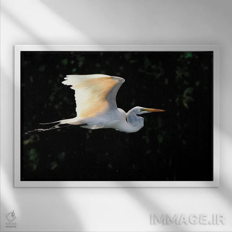 تابلو پرواز حواصیل سفید اثر دیوید گارباورر - نمای قابدار سفید