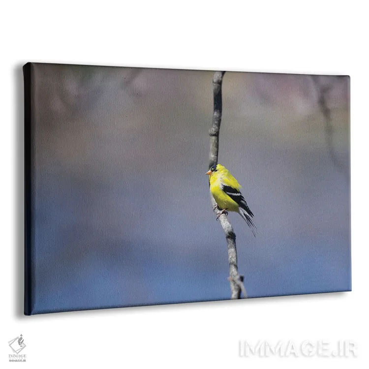 تابلو فنچ طلایی در آبی (پرنده) اثر دیوید گارباورر - نمای پرسپکتیو محصول