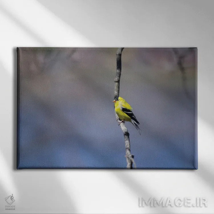 تابلو فنچ طلایی در آبی (پرنده) اثر دیوید گارباورر - نمای روبهرو روی دیوار