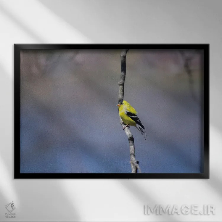 تابلو فنچ طلایی در آبی (پرنده) اثر دیوید گارباورر - نمای قابدار مشکی