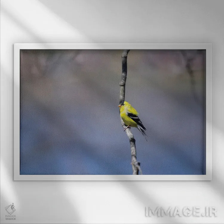 تابلو فنچ طلایی در آبی (پرنده) اثر دیوید گارباورر - نمای قابدار سفید