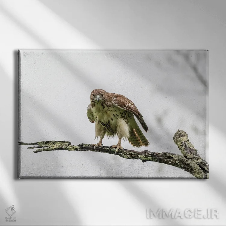 تابلو شدید اثر دیوید گارباورر - نمای روبهرو روی دیوار