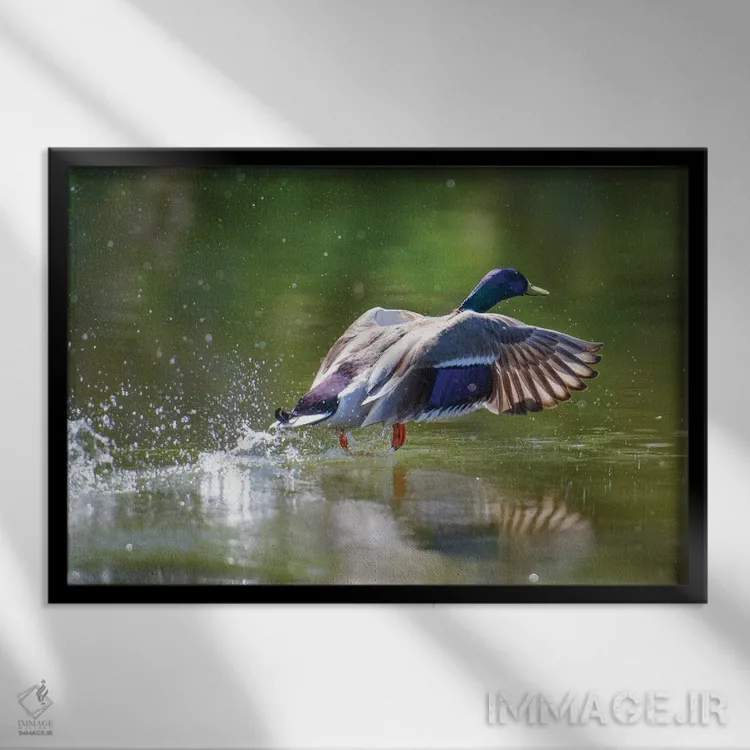 تابلو برخاستن (پرواز) اثر دیوید گارباورر - نمای قابدار مشکی