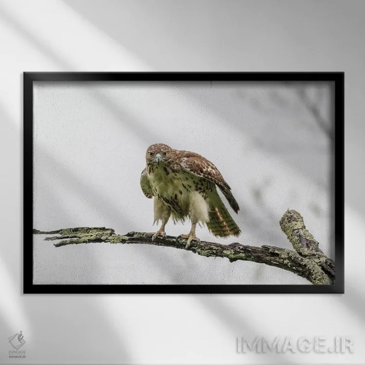تابلو شدید اثر دیوید گارباورر - نمای قابدار مشکی