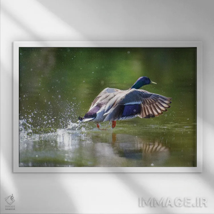 تابلو برخاستن (پرواز) اثر دیوید گارباورر - نمای قابدار سفید