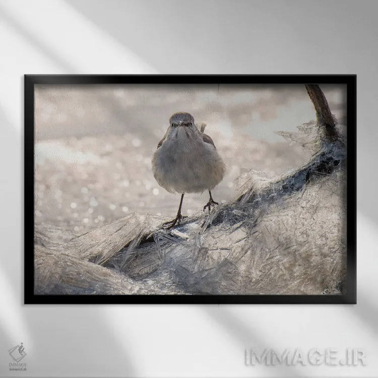 تابلو سینهسرخ روی یخ (پرنده) اثر دیوید گارباورر - نمای قابدار مشکی