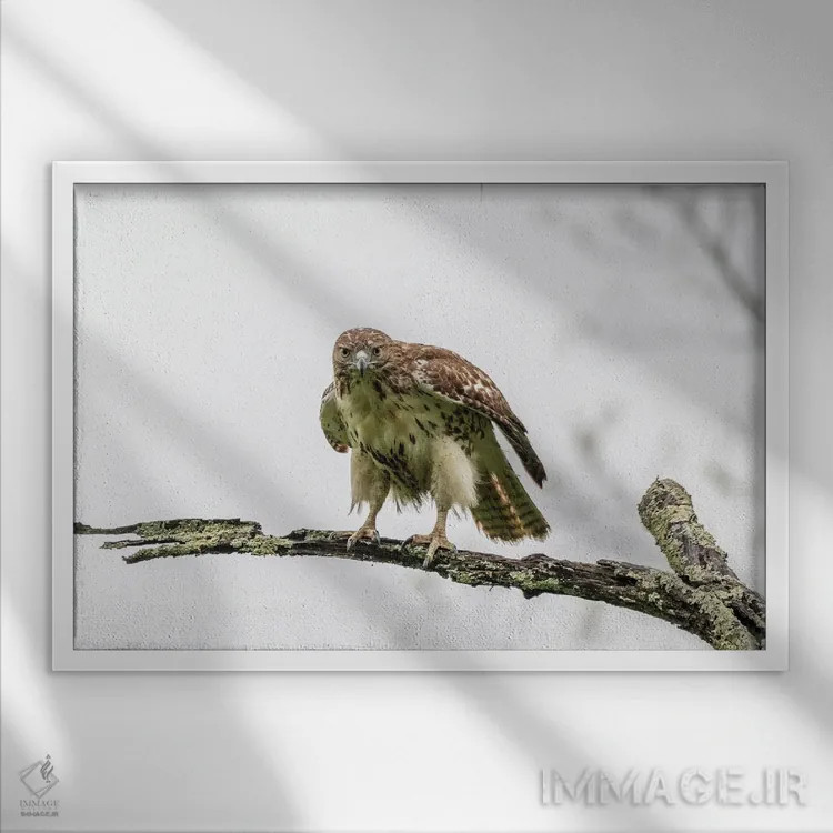 تابلو شدید اثر دیوید گارباورر - نمای قابدار سفید