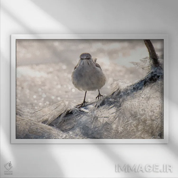 تابلو سینهسرخ روی یخ (پرنده) اثر دیوید گارباورر - نمای قابدار سفید