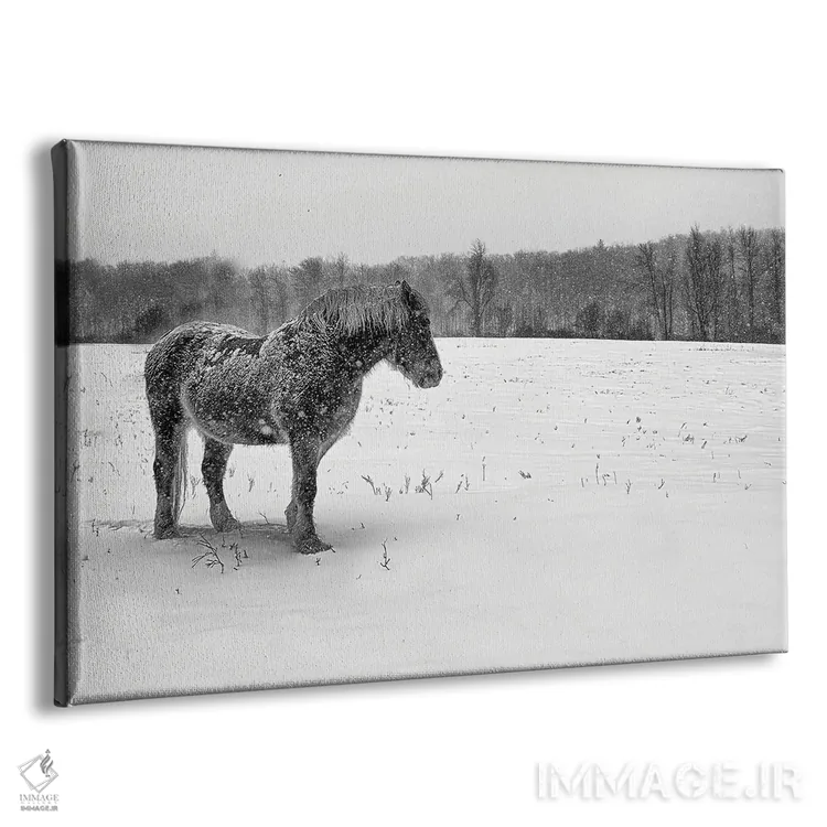 تابلو بلژیکی سیاه و سفید (اسب/گاو) اثر دیوید گارباورر - نمای پرسپکتیو محصول