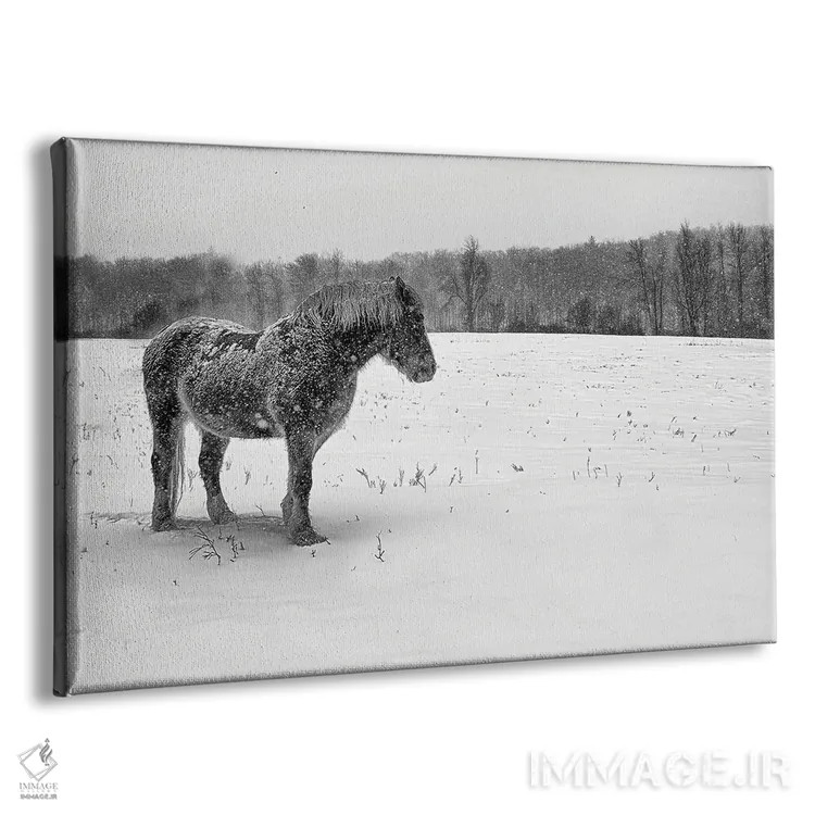 تابلو بلژیکی سیاه و سفید (اسب/گاو) اثر دیوید گارباورر - نمای پرسپکتیو محصول