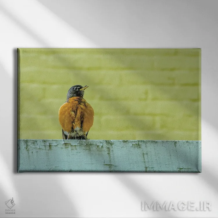 تابلو روبین ژست گرفته (پرنده) اثر دیوید گارباورر - نمای روبهرو روی دیوار