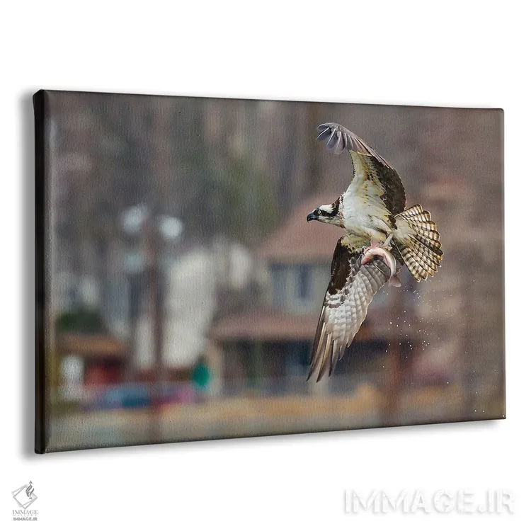 تابلو عقاب ماهی‌گیر (پرنده) اثر دیوید گارباورر - نمای پرسپکتیو محصول