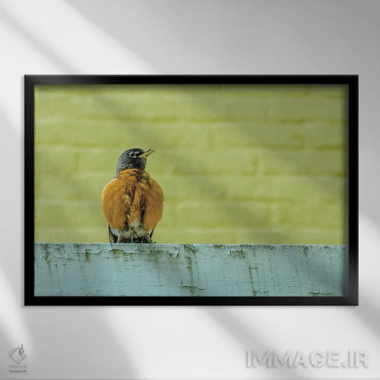 تابلو روبین ژست گرفته (پرنده) اثر دیوید گارباورر - نمای قابدار مشکی