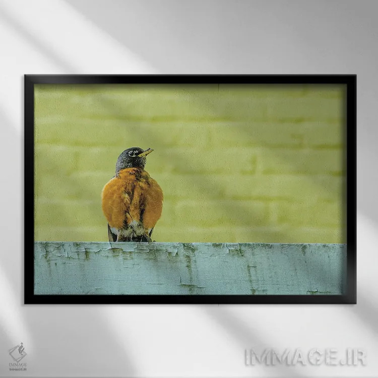 تابلو روبین ژست گرفته (پرنده) اثر دیوید گارباورر - نمای قابدار مشکی