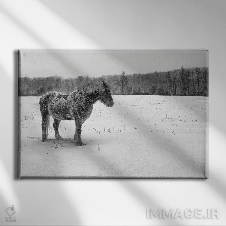 تابلو بلژیکی سیاه و سفید (اسب/گاو) اثر دیوید گارباورر - نمای روبهرو روی دیوار