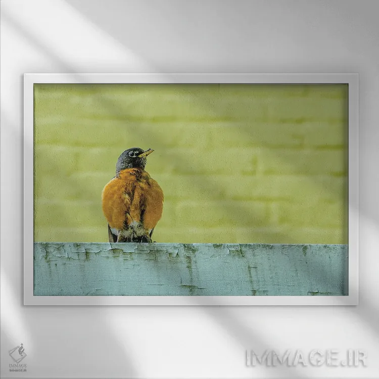 تابلو روبین ژست گرفته (پرنده) اثر دیوید گارباورر - نمای قابدار سفید