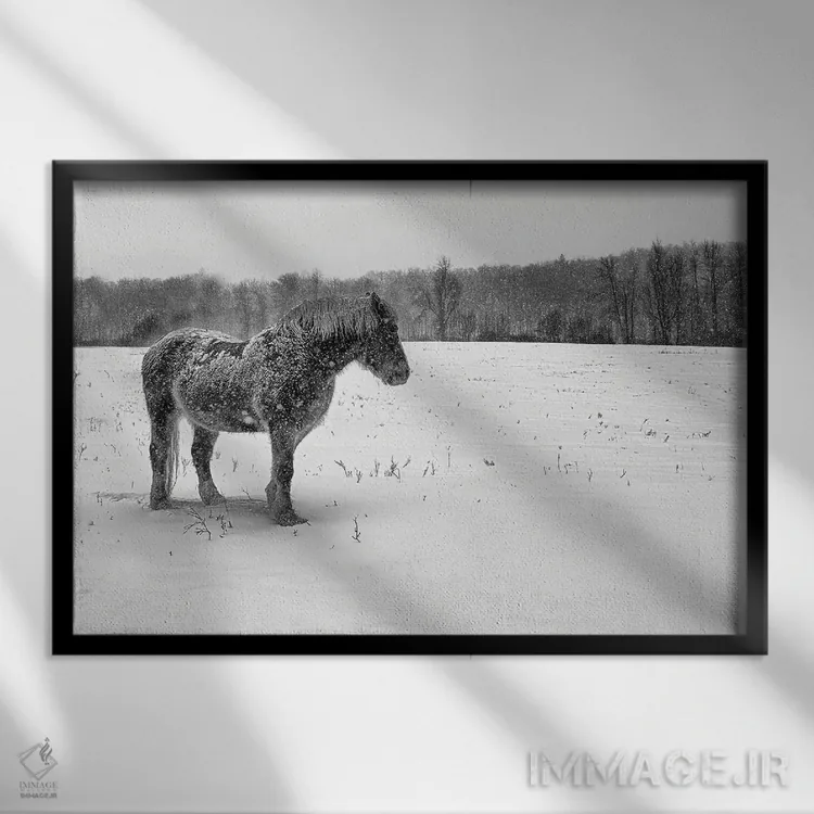 تابلو بلژیکی سیاه و سفید (اسب/گاو) اثر دیوید گارباورر - نمای قابدار مشکی