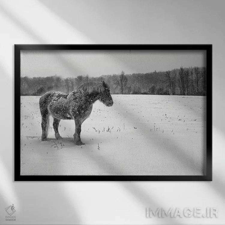 تابلو بلژیکی سیاه و سفید (اسب/گاو) اثر دیوید گارباورر - نمای قابدار مشکی