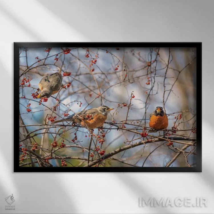 تابلو روبینهای بهاری ۲ (پرنده) اثر دیوید گارباورر - نمای قابدار مشکی
