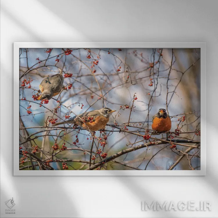 تابلو روبینهای بهاری ۲ (پرنده) اثر دیوید گارباورر - نمای قابدار سفید