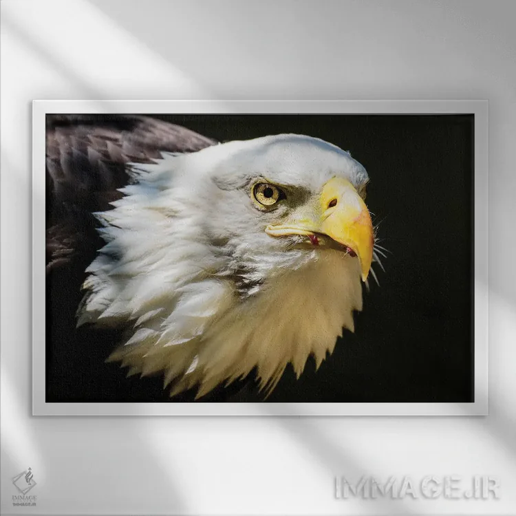 تابلو آن نگاه اثر دیوید گارباورر - نمای قابدار سفید