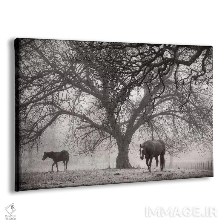 تابلو آرامش صبحگاهی ۲ (سیاه و سفید) اثر دبرا ون سوارینجن - نمای پرسپکتیو محصول