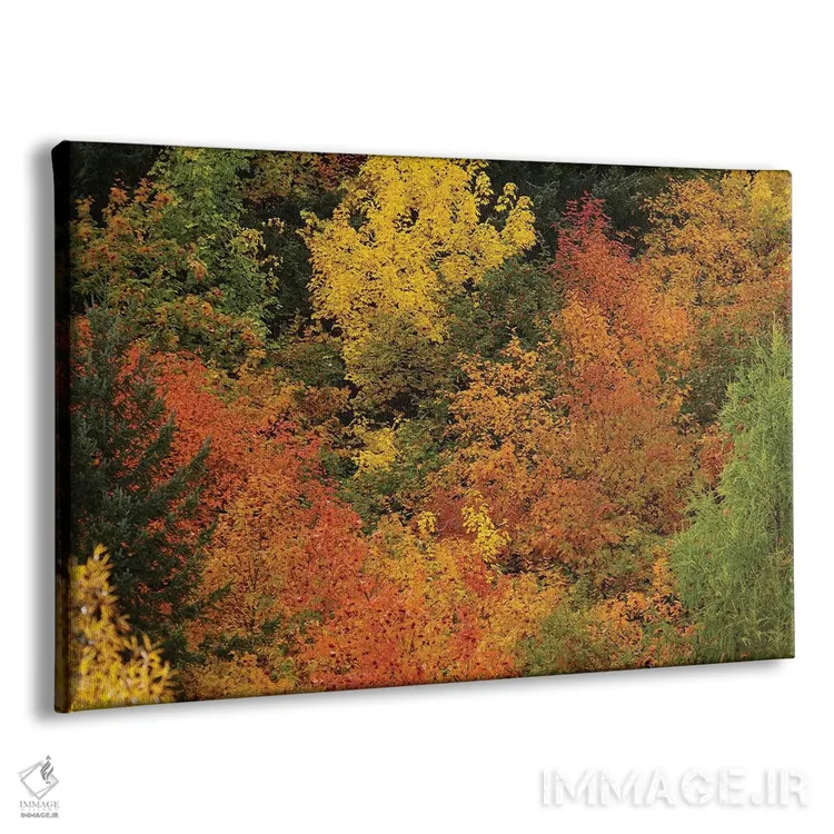 تابلو درختان پاییزی، اروتاون، نزدیک کویینزتاون، اوتاگو، جزیره جنوبی، نیوزیلند اثر دیوید وال - نمای پرسپکتیو محصول