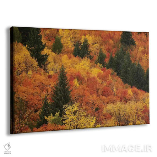 تابلو درختان پاییزی، اروتاون، نزدیک کویینزتاون، اوتاگو، جزیره جنوبی، نیوزیلند اثر دیوید وال - نمای پرسپکتیو محصول