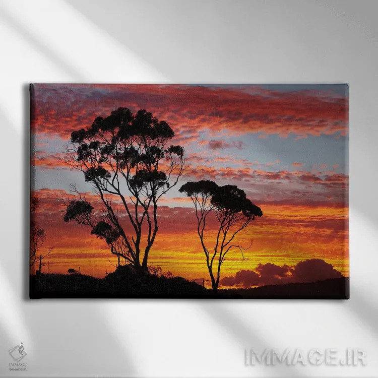 تابلو درختان صمغی در غروب، تاسمانی، استرالیا اثر دیوید وال - نمای روبهرو روی دیوار