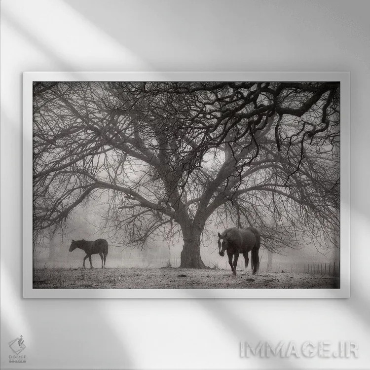 تابلو آرامش صبحگاهی ۲ (سیاه و سفید) اثر دبرا ون سوارینجن - نمای قابدار سفید