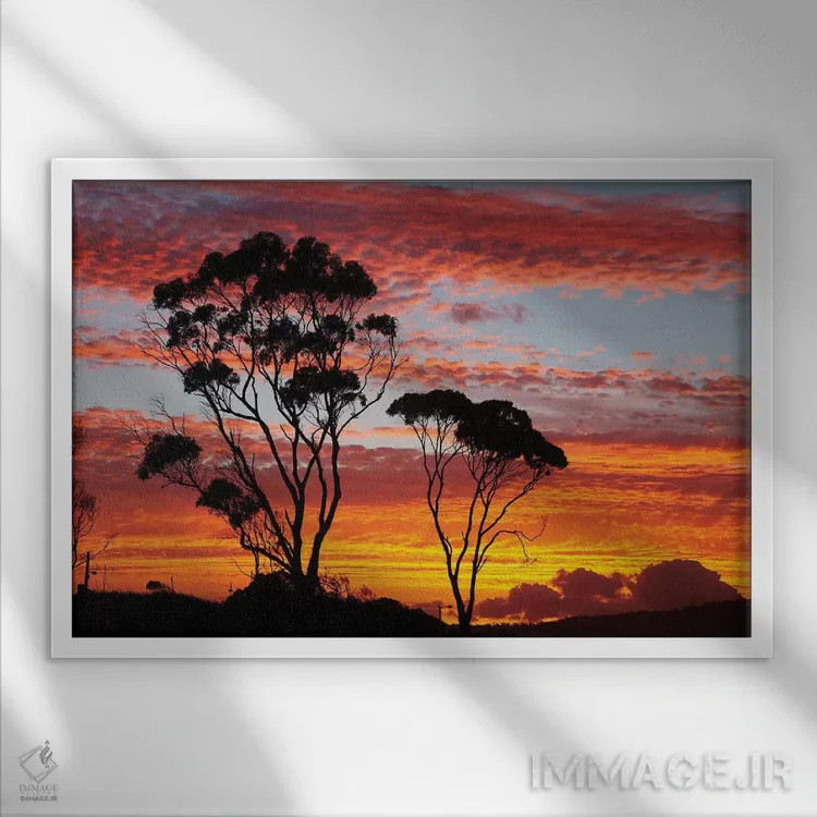 تابلو درختان صمغی در غروب، تاسمانی، استرالیا اثر دیوید وال - نمای قابدار سفید