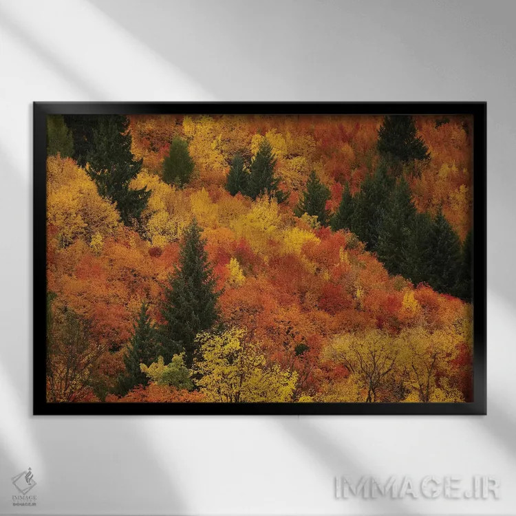 تابلو درختان پاییزی، اروتاون، نزدیک کویینزتاون، اوتاگو، جزیره جنوبی، نیوزیلند اثر دیوید وال - نمای قابدار مشکی