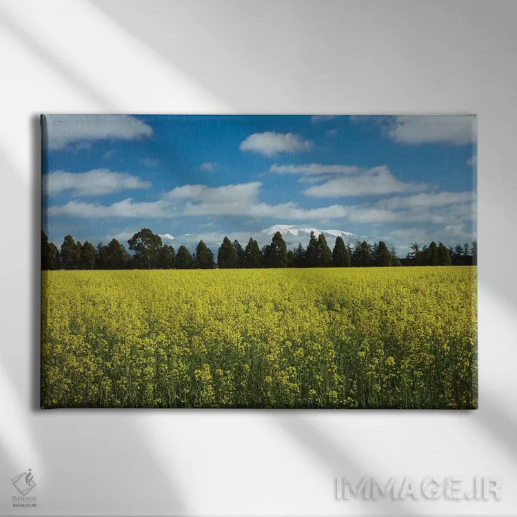 تابلو گلهای زرد کشتزار کلزا، نزدیک مثون و کوه هات، منطقه مید کنتربری، جزیره جنوبی اثر دیوید وال - نمای روبهرو روی دیوار