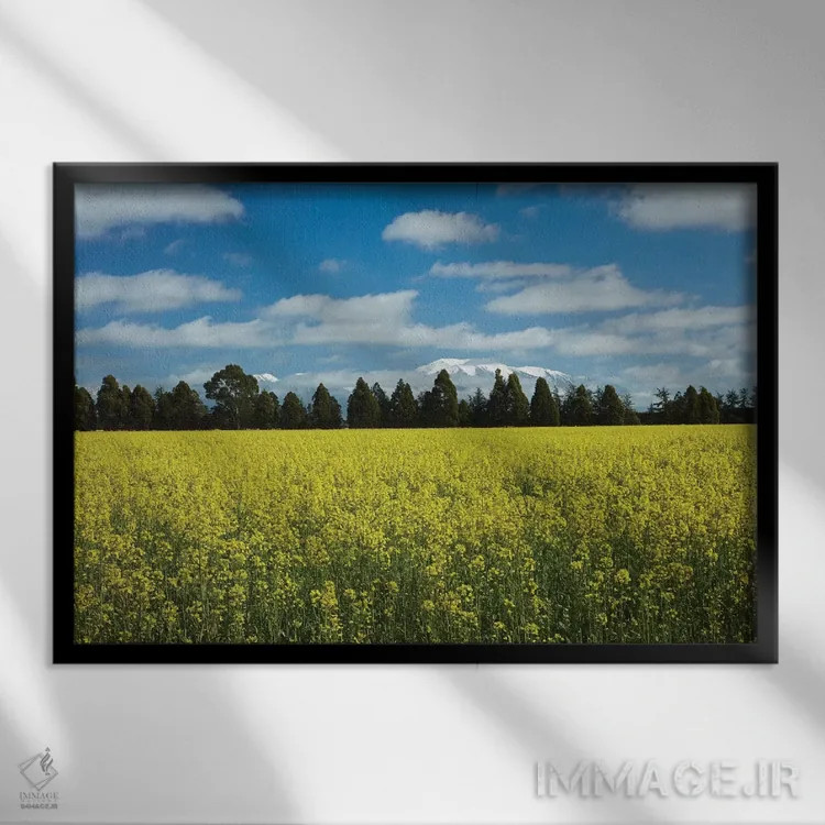تابلو گلهای زرد کشتزار کلزا، نزدیک مثون و کوه هات، منطقه مید کنتربری، جزیره جنوبی اثر دیوید وال - نمای قابدار مشکی