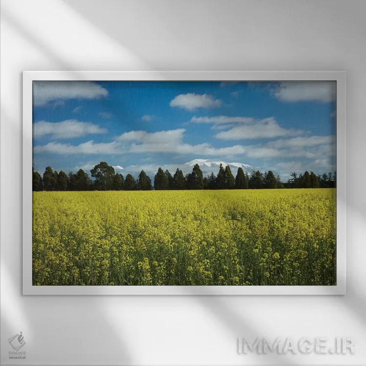 تابلو گلهای زرد کشتزار کلزا، نزدیک مثون و کوه هات، منطقه مید کنتربری، جزیره جنوبی اثر دیوید وال - نمای قابدار سفید