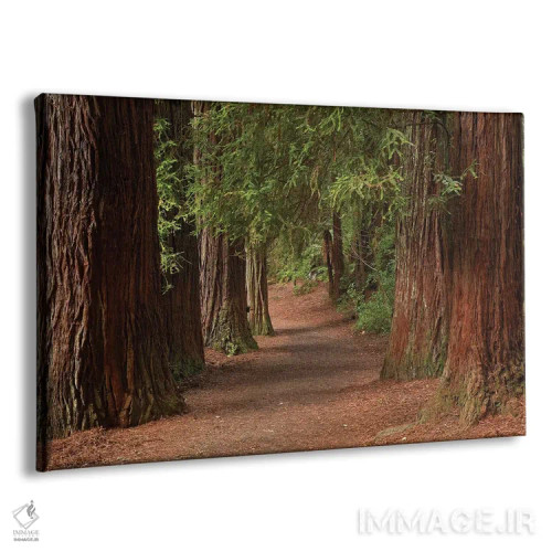 تابلو مسیر پیادهروی در جنگل ردوودز (واکارواروا)، روتوروا، جزیره شمالی، نیوزیلند اثر دیوید وال - نمای پرسپکتیو محصول