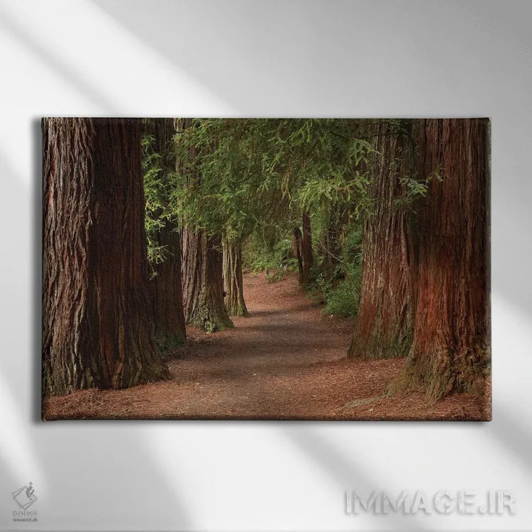 تابلو مسیر پیادهروی در جنگل ردوودز (واکارواروا)، روتوروا، جزیره شمالی، نیوزیلند اثر دیوید وال - نمای روبهرو روی دیوار