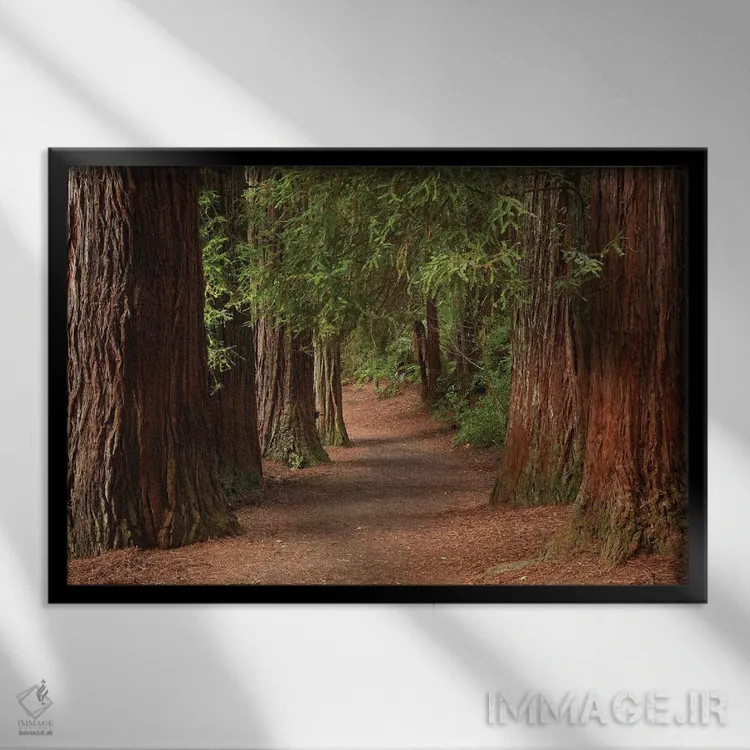 تابلو مسیر پیادهروی در جنگل ردوودز (واکارواروا)، روتوروا، جزیره شمالی، نیوزیلند اثر دیوید وال - نمای قابدار مشکی
