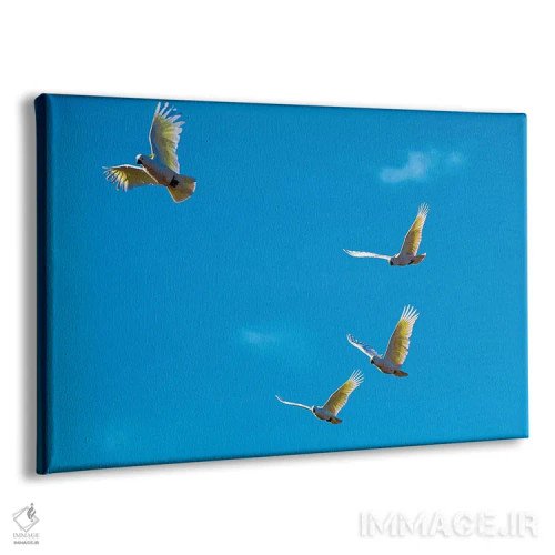 تابلو کاکاتوها در پرواز اثر دیوید وولَن - نمای پرسپکتیو محصول