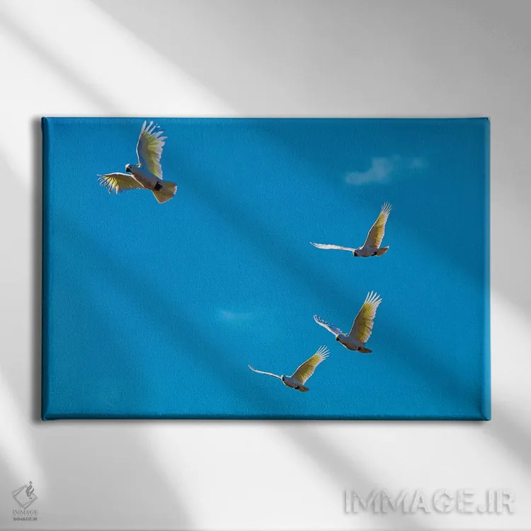 تابلو کاکاتوها در پرواز اثر دیوید وولَن - نمای روبهرو روی دیوار