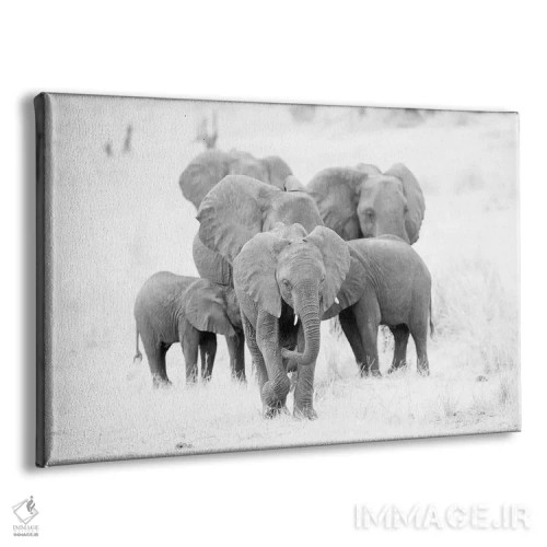 تابلو خانواده فیلها در سیاه و سفید اثر دیوید وولَن - نمای پرسپکتیو محصول