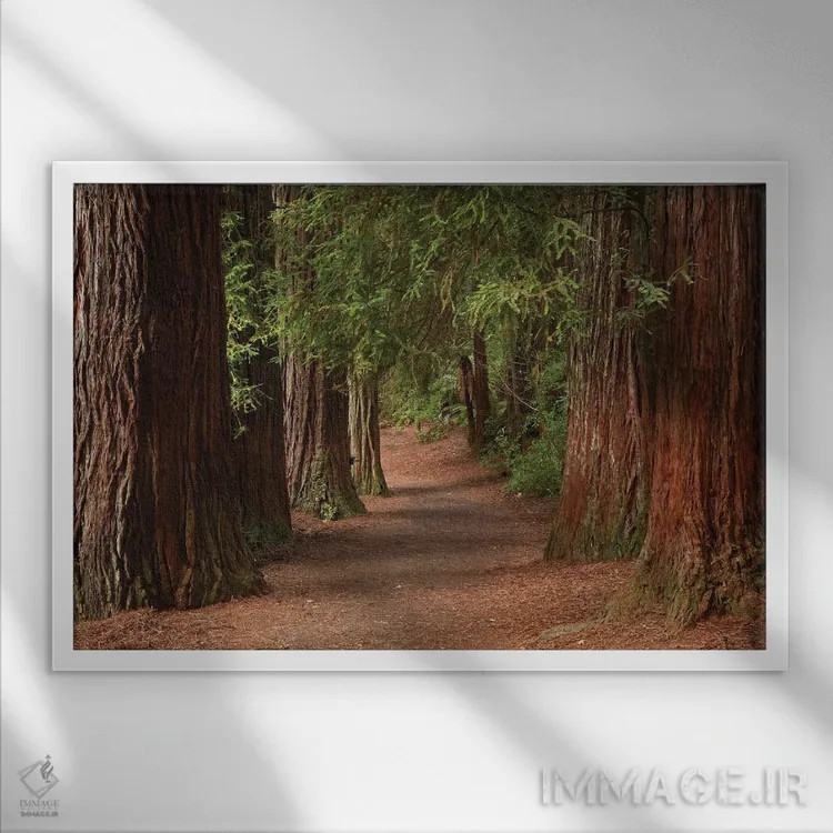 تابلو مسیر پیادهروی در جنگل ردوودز (واکارواروا)، روتوروا، جزیره شمالی، نیوزیلند اثر دیوید وال - نمای قابدار سفید